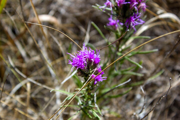thistle flower