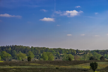 Fototapeta premium Lüneburger Heide