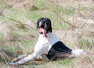 Dog of the hunting breed - pointer lies on rest.