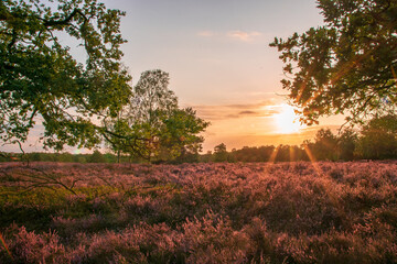 Naklejka premium Lüneburger Heide