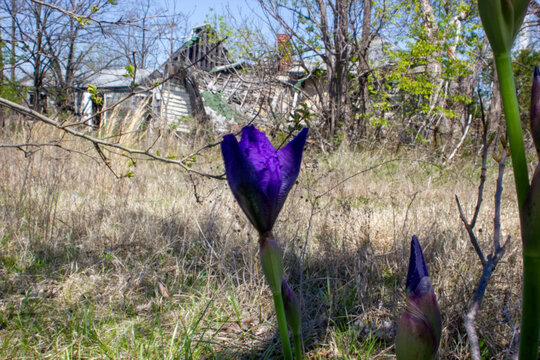 Purple flower in front of destroyed house