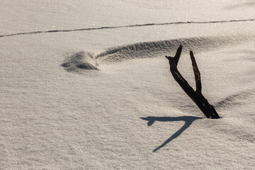 Tree limbs on a frozen lake on a frosty morning