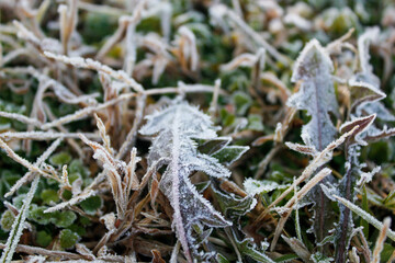 frost on the grass