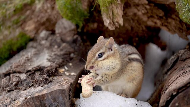 Closeup of a chipmunk eating a peanut in the winter in the forest