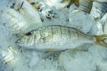 Fresh fish on the ice. Seafood market