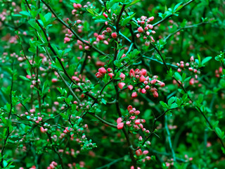 Bush with bright pink flowers and vivid green leaves