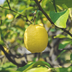 Ripe lemon hangs on tree branch