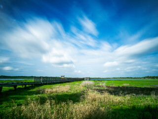 Naklejka premium Sunny day with white clouds above Birdwalk in Myakka River State Park in Sarasota Florida USA