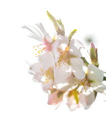 Obraz premium High key image of almond blossoms, with pistils in focus and the rest of the image out of focus.
