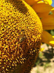 bee on sunflower