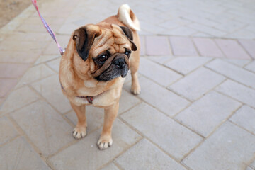 Obraz premium Pet dog myna in the park, North China