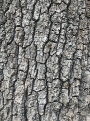 bark of a tree