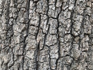 bark of a tree