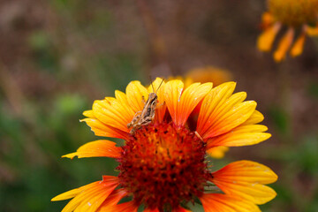 grasshopper on yellow and orange flower