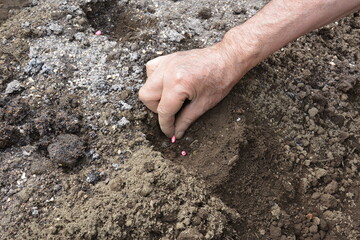 This and that of the work in the vegetable garden. From soil preparation to harvesting.