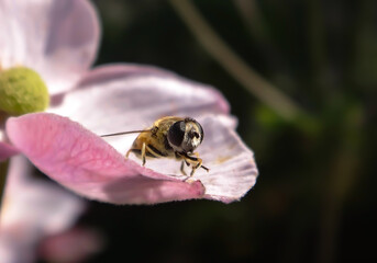 Hoverfly sometimes called flower fly or syrphid fly sitting on a pettal flower