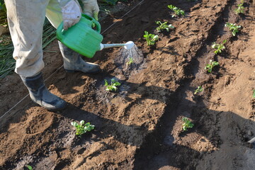 This and that of the work in the vegetable garden. From soil preparation to harvesting.