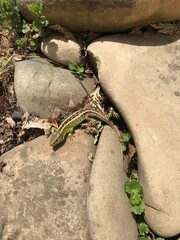 lizard in the backyard