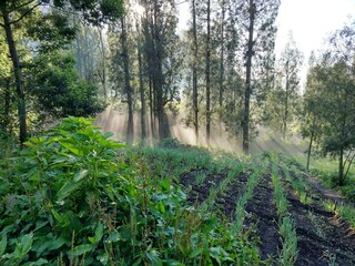 Morning fog on Mount Bromo, Indonesia - April 2017