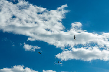 Clouds in the sky