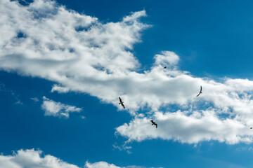 Clouds in the sky