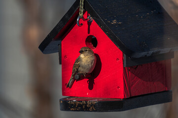 bird on feeder