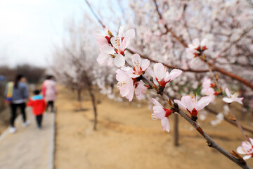 Ladies playing in the park in North China.