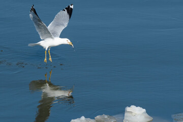 seagull on the water