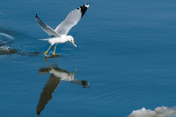 seagull flying over the sea