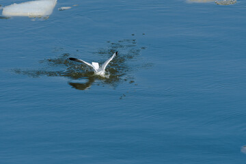 seagull in the water