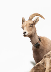 A desert bighorn sheep wearing a radio tracking collar looks down from a high sandstone ledge with a white sky behind her.