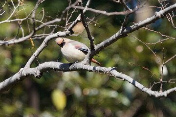 japanese waxwing in the forest