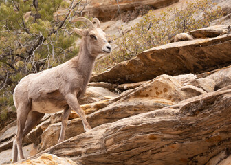 A desert bighorn sheep ewe makes her way along a ridge of sandstone in the desert of Southern Utah. 