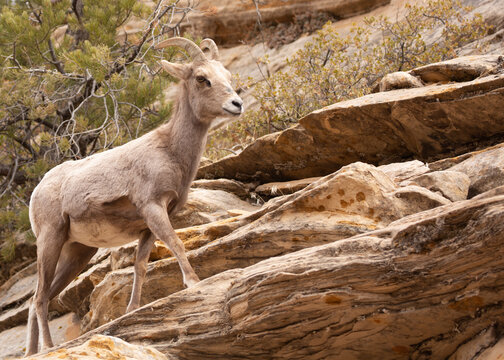 Southwest Desert Animals Images – Browse 6,792 Stock Photos, Vectors, and  Video | Adobe Stock