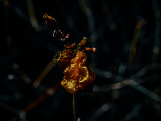 flower