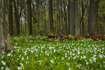 Carpet of White Trillum Flowers on Forest Floor in the Spring