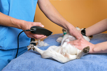 Veterinary doctor with assistant shaving dog, preparing for operation. High quality photo