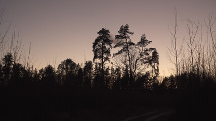 Twilight in a wooded environment after the sun is down. Bare shrubs and pine trees dark silhouettes in autumn on evening sky background in a dusk hour. November landscape at a forest clearing.