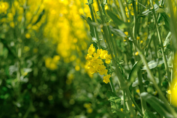 Blooming rapeseed (Brassica napus) field in Poland. Canola oilseed rape flowers in front of green...