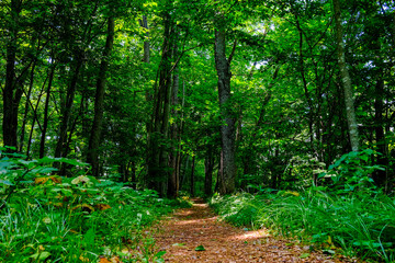 森の道