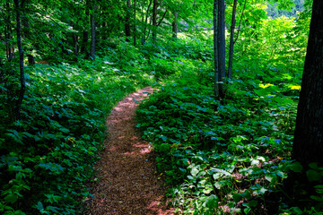 森の道