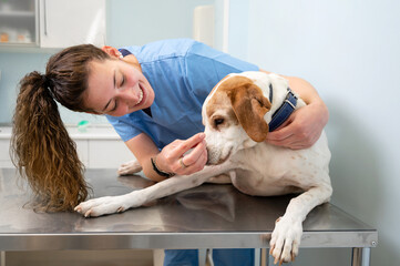 Young happy veterinary nurse smiling while playing with a dog. High quality photo