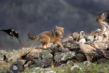 Griffon vultures and golden jackal near the carcass. Flock of vultures compete with jackal in Madzharovo Rhodope mountains. Wildlife watching in the Bulgaria nature. 