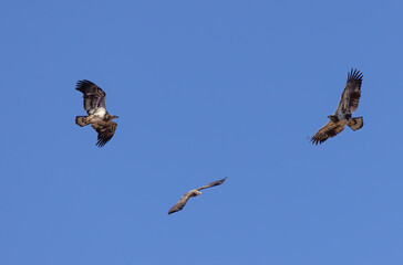 Juvenile Bald eagles in flight