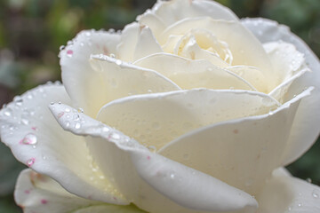 Fototapeta premium white roses in the garden with raindrops