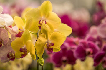 Fototapeta na wymiar yellow boat orchid among colorful flowers