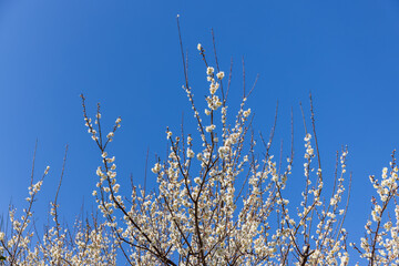 早春の晴天と白い梅の花