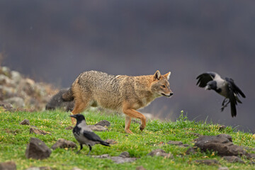Golden jackal searching for food. Jackal moving in the Bulgaria mountains. Carnivore during winter. European nature.   - obrazy, fototapety, plakaty