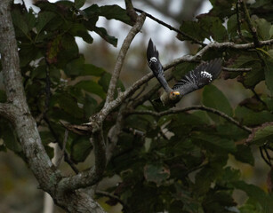 Primer plano de un gran pájaro carpintero en vuelo desde un árbol
