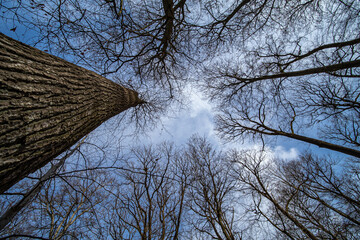 Cimes des arbres vues d'en bas